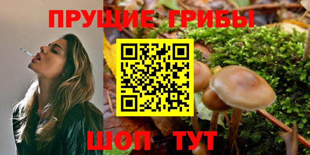 Псилоцибиновые грибы Psilocybe Дмитров